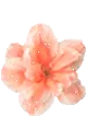 ORANGE FLOWER