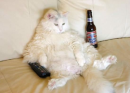 drunk cat