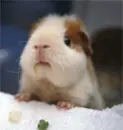 guinea pig