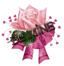 pink rose/be mine 