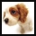 mini cute puppy dog