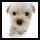 mini cute puppy dog