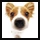 mini cute puppy dog
