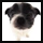 mini cute puppy dog