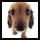 mini cute puppy dog