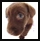  	mini cute puppy dog