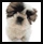 mini cute puppy dog