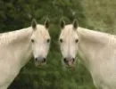 twin horses