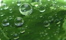 Green drops