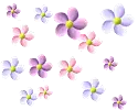 csajos 