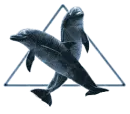 Dolphins triangle