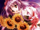 sun flowers