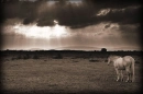 Horse Gazing into the Heavens!!!
