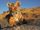 Indian Tiger