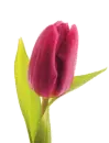 Single tulip
