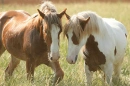 Friends for Life!!!