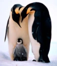 Penquins!!!!