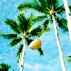 Palm Trees