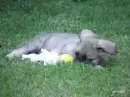 Innocence!