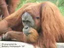 Orangitan!