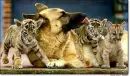 German Shepherd Love!!!