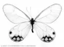 butterfly 2