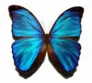 butterfly3