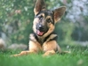 German Shepherd2