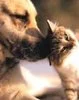 German Shepherd and Kitten!
