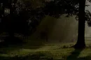 woods