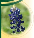 Texas Bluebonnet
