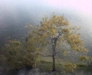 Lonely tree