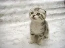 sad kitty