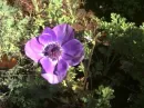 anenome