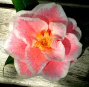 camellia