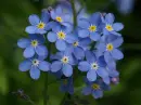 forget-me-not