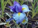 iris