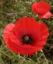 poppy