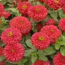 zinnia