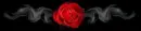 Secret rose 
