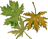 Green fall leaves