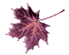 Magenta leaf winter