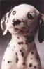 Dalmation Pup