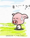 confused pig