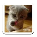 yummy kitty