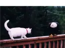 eagle