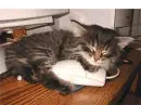 sleeping kitty