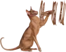 cat