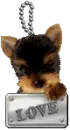YORKIE LOVE