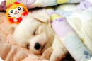 SLEEPY PUPPY